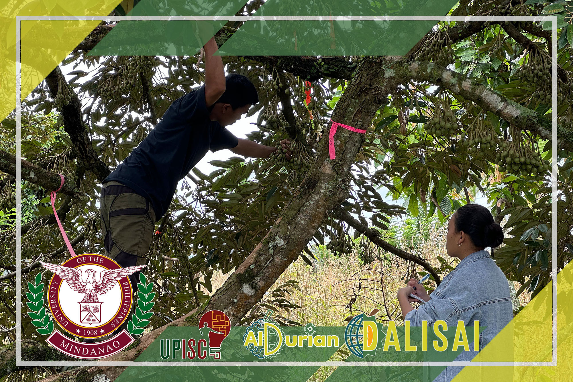 Panoramic view of partner durian farm during monitoring